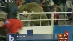 Бик подгони хора на родео в Канада