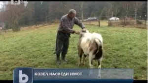 Козел-бодигард наследи имот