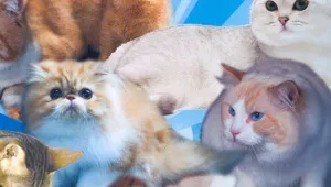 Два дни международна изложба на котки в София