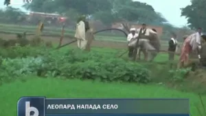 Леопард подгони хора в Индия