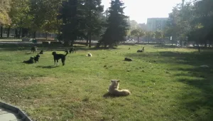 Общината в Добрич ще брои уличните кучета
