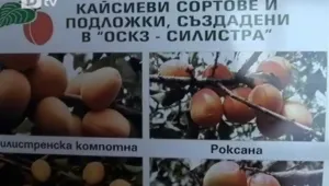 Недоимък мъчи опитната станция по кайсията в Силистра