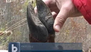 Смърт на елен разбуни духовете в Шуменско