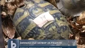 До пет години затвор грозят Кирил Рашков заради отглеждането на костенурки 