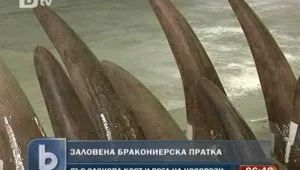 В Хонконг заловиха рекордна пратка рогове на носорози и слонова кост