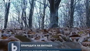 Природните богатства на Витоша – безцеремонно изсичани 