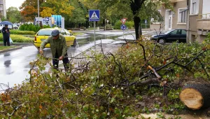 Паднало дърво уби възрастна жена