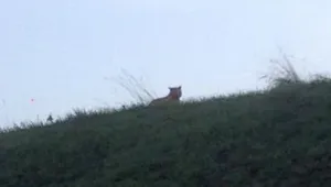 Френската полиция още дебне бродещ на свобода тигър (ВИДЕО)