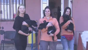 Кучета водачи си търсят приемни семейства