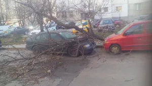 Пострадахте ли от силния вятър?