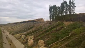 700 кипариса ще пазят от преспи магистрала „Тракия“ между Бургас и Карнобат