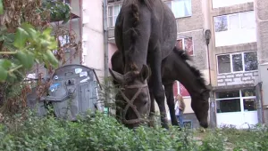 В Дупница вземат мерки заради безпризорните коне 