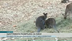 Кенгуруто Кики от зоокъта в Сандански се чувства добре, не е отслабнал 