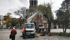 Подменена е и втората върба пред църквата „Св. Седмочисленици“ в София (СНИМКИ)