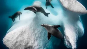 Победителите във фотоконкурса Siena International Photography Awards 2020
