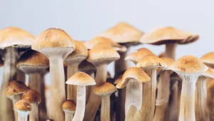 Халюциногенни гъби може да лекуват депресия, сочи проучване 
