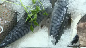 БАБХ започва засилени проверки преди Никулден