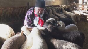 Чумата по овцете: Какво ще се случи с животните във Велинград?