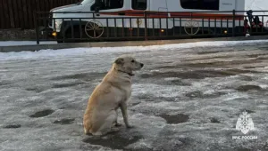 Кучето Белка, което продължава да чака мъртвия си стопанин, може да умре от „разбито сърце“