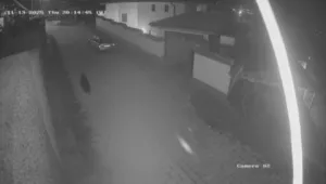 Земеделското министерство за карловската мечка: Сега активно търсят допълнителна храна преди зимния период