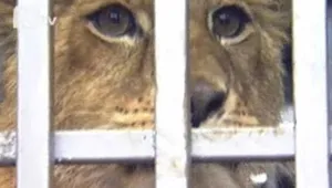 Две от лъвиците, конфискувани от частни зоопаркове, заминаха за Южна Африка 