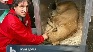 Лъвчетата, отглеждани нелегално у нас, заминаха за Африка