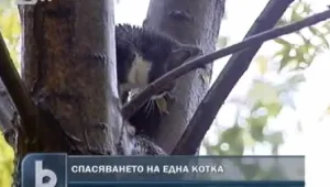 Щастлив край на историята с бедстващо коте в ж.к. 