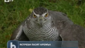 Агенти-ястреби бранят Кремъл