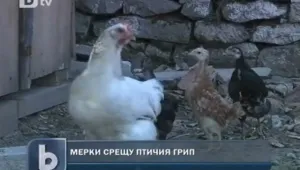 Птичият грип отново се появи в Източна Азия 