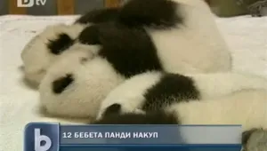 12 бебета панди за пръв път пред публика 