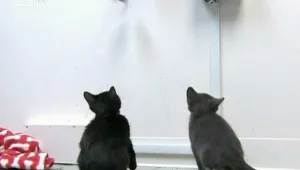 Да си поиграем с котето... в офиса