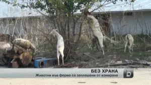 Животните от затворения месокомбинат в Силистра измират от глад