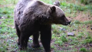 Скандал в Италия: Нов закон позволява убиването на до 8 мечки всяка година