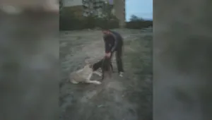 Питбул разкъса дворно куче пред очите на перничани