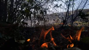 Горят над 1000 дка сухи треви край самоковското село Алино