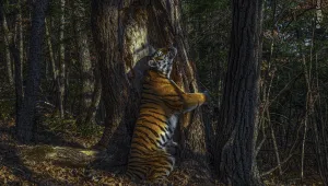 Снимка на тигрица, прегърнала дърво, спечели конкурса Wildlife Photographer of the Year
