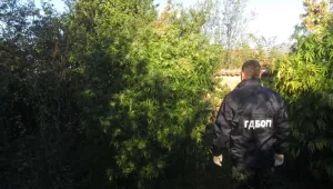 Разбиха организирана престъпна група за производство и разпространение на марихуана
