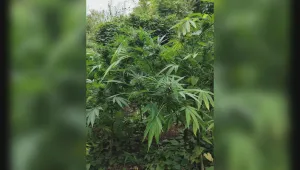 Гранични полицаи откриха над 270 кг канабис в подножието на Пирин