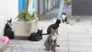 Около 1 милион котки се разхождат по улиците на Кипър, властите се опитват 