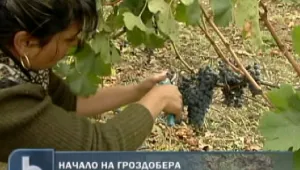 Реколтата от грозде с 20 -30% по-слаба от миналогодишната