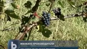 Стопани се отказват от лозарството заради кражби