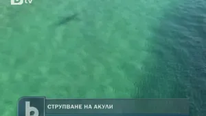 Заснеха как стотици акули пируват с пасаж от риби
