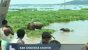 Спасиха слонче от удавяне в тресавище в Индия