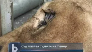 Съдът решава съдбата на конфискувана лъвица
