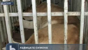 Лъвицата Симона чака справедливост от Темида
