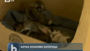 Игри на природата: Котка си осинови катерица