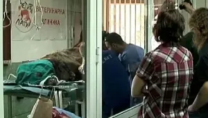 Уникална операция на мечка от парка край Белица