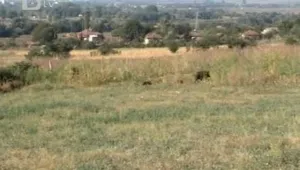 Глигани нападнаха плевенско село