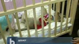 Бебета лъвчета дебютираха пред публика