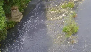 Хартиена фабрика замърсява водите на река Марица